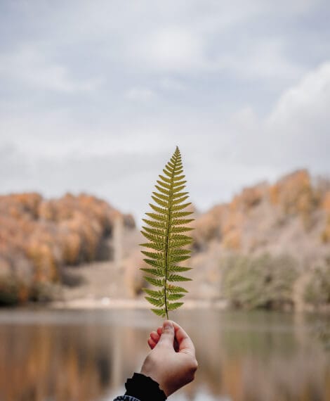 Leaf